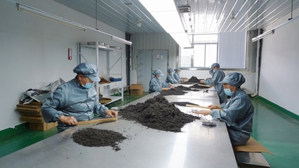 &ldquo;刺梨紅茶!&rdquo;甕安茶產品又添新成員